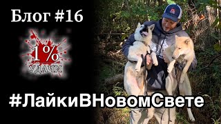 Лайки В Новом Свете. Охота с ЗСЛ в Америке