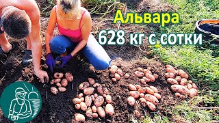 Альвара в жарком климате от посадки до уборки урожая ???? Выращивание картофеля Опыт Гордеевых