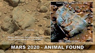 MARS 2020 - Animal Found - Latest Images - ArtAlienTV