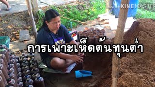 เพาะเห็ดนางฟ้าต้นทุนต่ำ สำหรับมือใหม่ อธิบายรายละเอียดทุกขั้นตอน