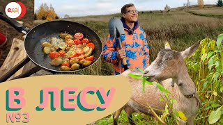 Топинамбур – как картоха с семками! В лесу