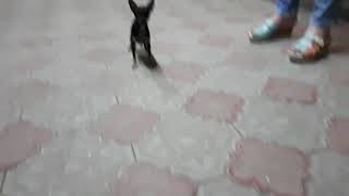 Очень злой пес