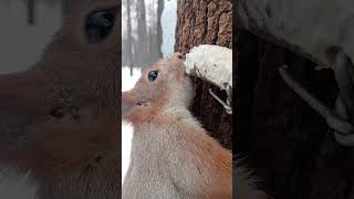 Кость для белки / Bone for a squirrel