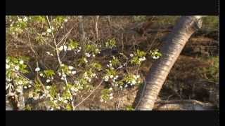 浄土ヶ浜の桜　　Cherry tree of Jodogahama Miyako Iwate