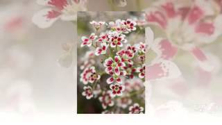 Saxifraga - garden plants