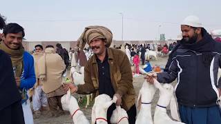 مزاحیہ ویڈیو ۔مزا نہ آئے تو پیسے واپس ۔۔۔۔ سجاول گوٹ فارم ڈیرہ غازیخان۔03327251817کیسی لگی ویڈیو??