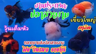 งานประกวดปลาทอง เขี้ยวใหญ่ ตามิด วุ้นเต็มหัว​ ตลาดขายส่งปลาสวยงาม​ ฟิช​ วิลเลจ​ ราชบุรี​