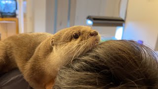 カワウソと猫の世話焼きマシーンと化す飼い主 Otter and cat owner turned into a caretaking machine