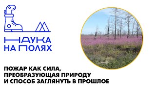 Пожар как сила, преобразующая природу и способ заглянуть в прошлое|Дмитрий Петров