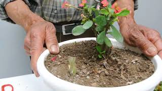 Reproducción de la corona de cristo - 1
