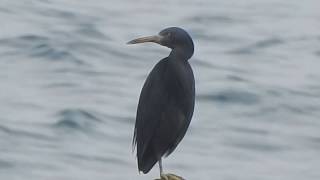 1090123瑞芳海濱站在礁岩的岩鷺(Egretta sacra)