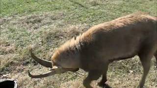 Pissed off Ibex Goat puts on a show