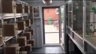 Tour of Miller's Budgerigar aviary 1
