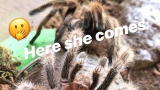 After his last meal, male tarantula FINALLY MEETS HIS GIRL !!!