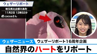チャリティー ウェザーリポート企画／自然界のハートをリポート