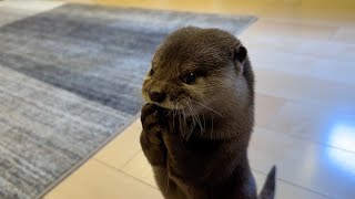 食事をする３分間「にゃむにゃむ語」で喋り続けながら食べるカワウソ Otter eating while talking continuously