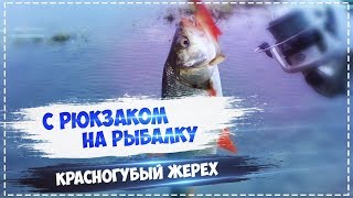 Русская Рыбалка Installsoft Edition 3.7.6 Сырдарья - КВ Красногубый жерех