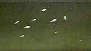 Alevines de escalares o peces angel