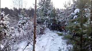 Кустарная паутинная сеть но эффективно в ловле.