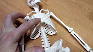 Скелет человека — анатомическая модель на подставке Edu-toys SK038
