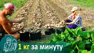 Посадка картофеля - Килограмм за 1 минуту ???? Выращивание по технологии Гордеевых