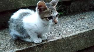 ANAK KUCING SI MANDOR KANDANG ANGSA/SOANG, AYAM, ENTOK.