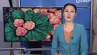 Морошка обыкновенная лидирует в интернет-голосовании за звание зеленого символа НАО