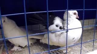 Выставка голубей в Гомельском парке 2016. Exhibition of pigeons. Gomel Park. 2016