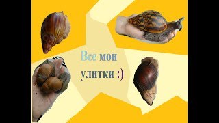 Все мои улитки