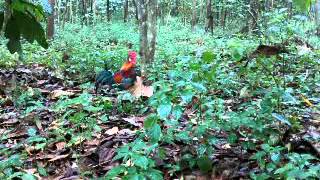 penampakan bunian di padang serai