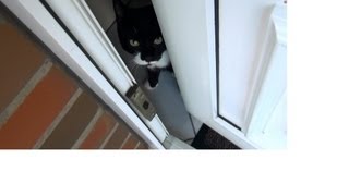 Котик Вася встречает Вальдемара с работы.