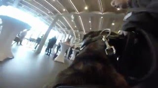 Wie ich Ridgebackdame Suri von HundeReisenMehr kennenlernte