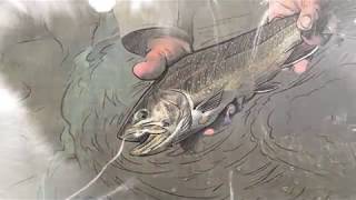 Fish TV - Na Pegada do Fly - Trutas Fontinalis e Marrons nas Águas Patagônicas - T06 EP14