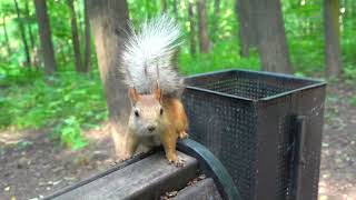 Про одну знакомую белку / About a familiar squirrel