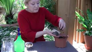 Выращивание астры из семян, часть2. Сажаем Хризантеллу.