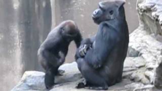Gorilla baby and mother