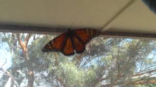 butterfly got in my house