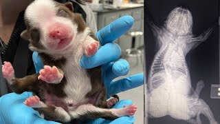 Puppy born with six legs and two tails beats the odds to survive