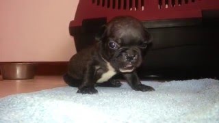Cachorro Bulldog Francés llorando - French Bulldog puppy crying