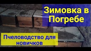 Зимовка пчел в погребе - Пчеловодство для новичков и начинающих, Матковод амг
