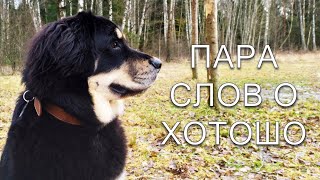 Хотошо | Бурят-монгольский волкодав - Немного о породе хотошо
