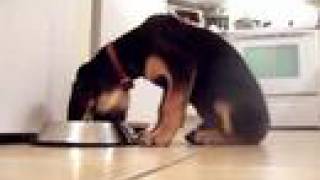 Puppy trying to eat, sitting & sliding - Flynn