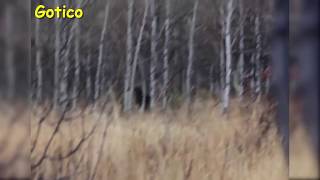 Охотник заснял на камеру Йети