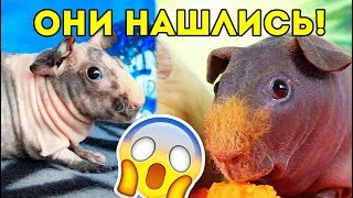 СЕСТРА ВАЛИКА с канала SvinkiShow. ОНИ НАШЛИСЬ СПУСТЯ МНОГО ДНЕЙ... ?