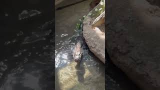 Chinese alligator vocalizations #animals #zoo #bringingthezootoyou