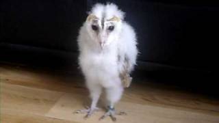 Owl Dancing to Sweet Dreams
