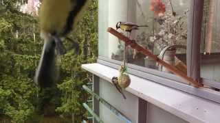 Great tit bully