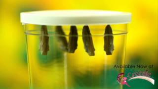 Insect Lore Live Butterfly Garden® by Creeate