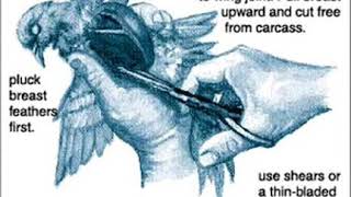 Plucked Feathers