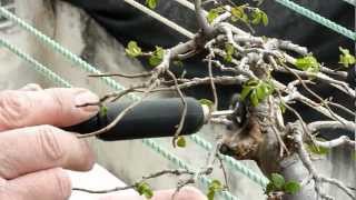 BONSAI DIVERSOS TRABAJOS ULMUS PARVIFOLIA